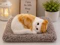 Sleeping Musically Cute Cat-Big