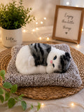 Sleeping Musically Cute Cat-Big